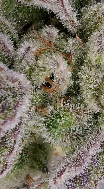 Close-up of a plant with frosty texture