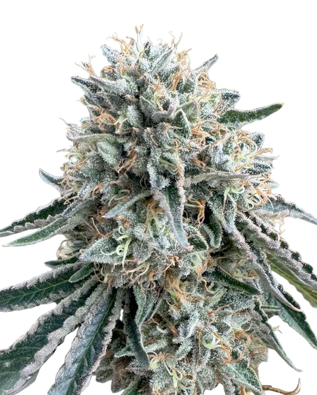 Close-up of a cannabis plant bud on a white background