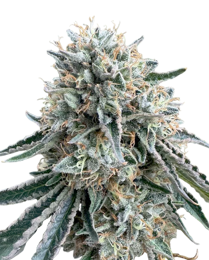 Close-up of a cannabis plant bud on a white background