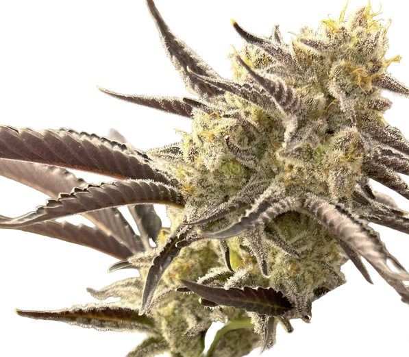 Close-up of a cannabis plant bud with detailed texture on a white background