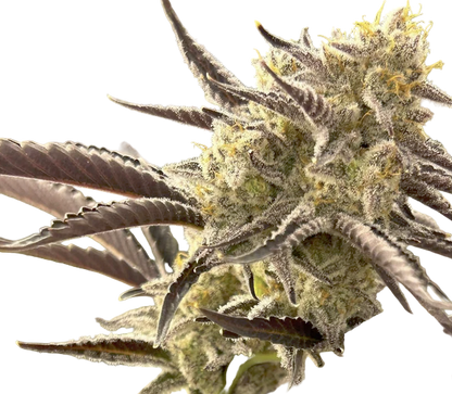 Close-up of a cannabis plant bud with detailed texture on a white background