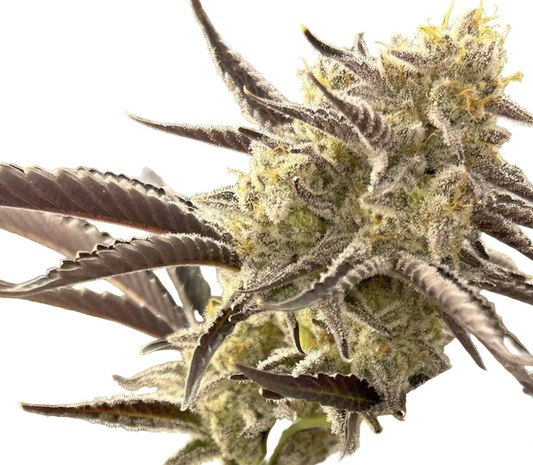 Close-up of a cannabis plant bud with detailed texture on a white background