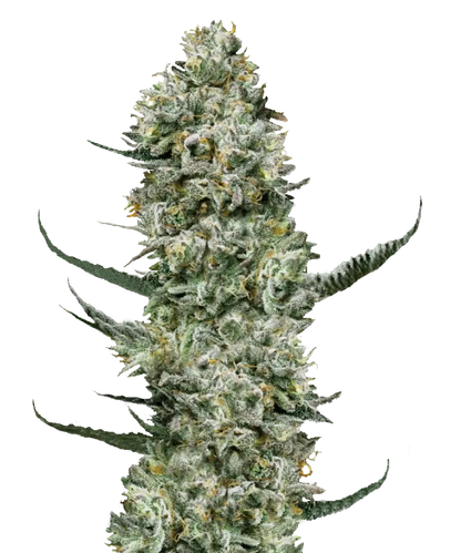 Gelato OG Feminized Single Seed
