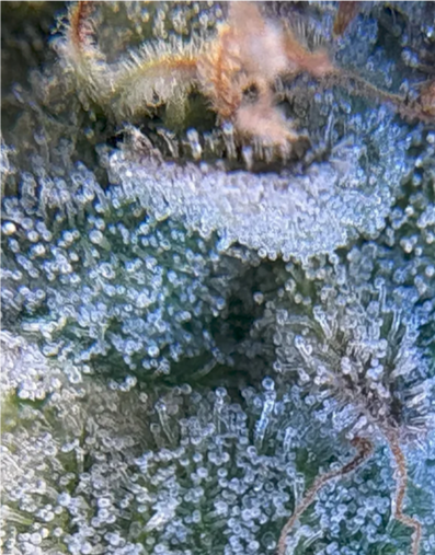 Close-up of frost-covered leaves with intricate ice patterns.