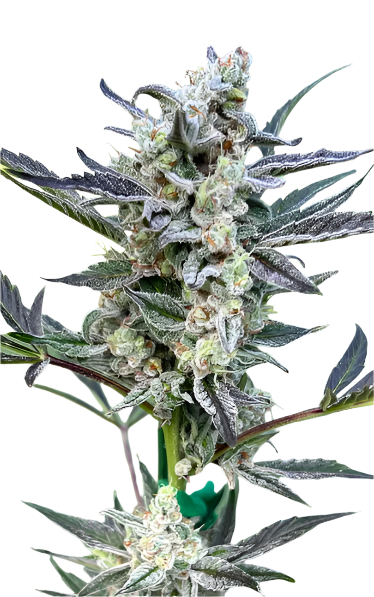 Close-up of a cannabis plant with green leaves and white buds on a white background