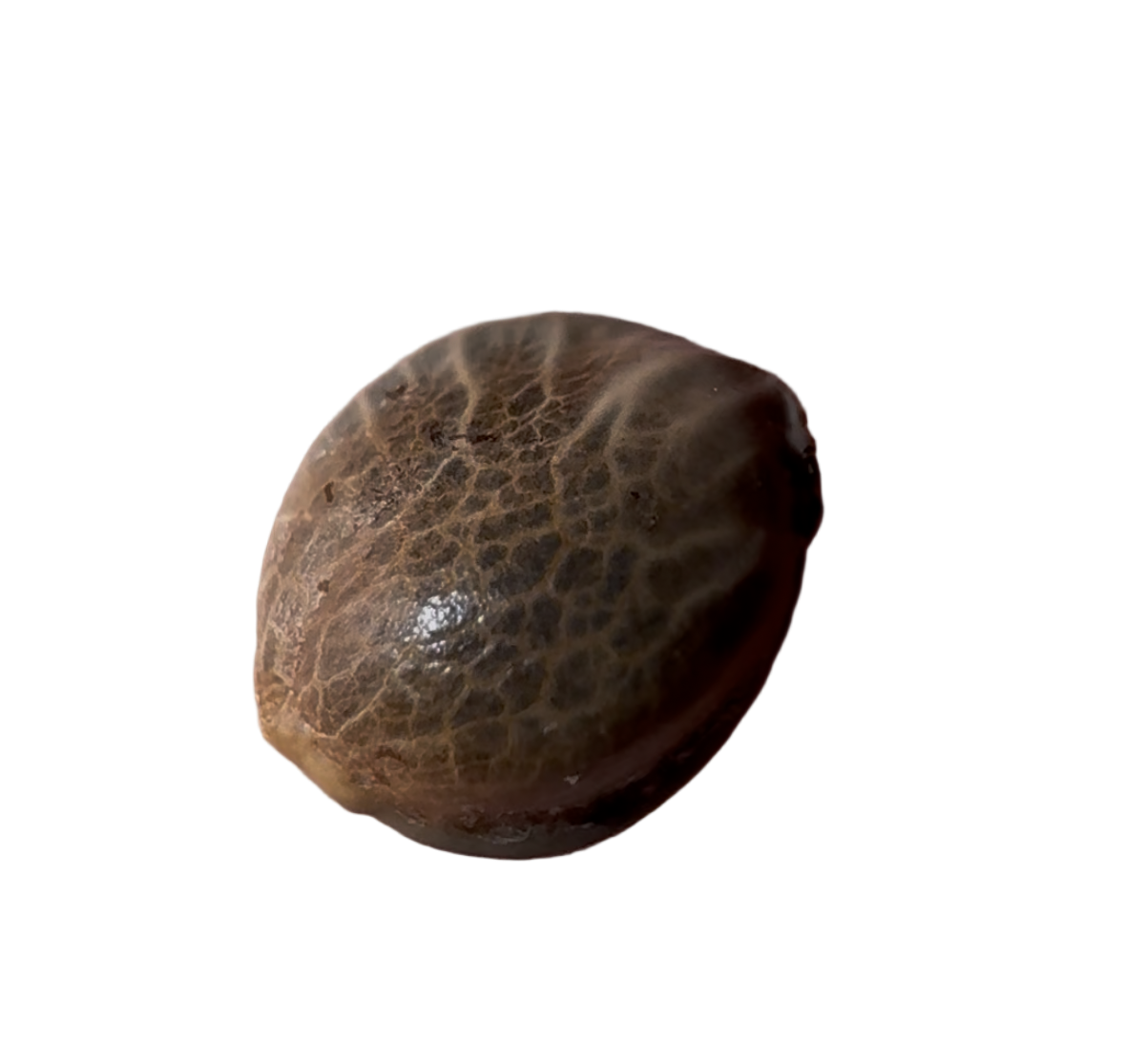Coconut colored cannabis seed on a white background