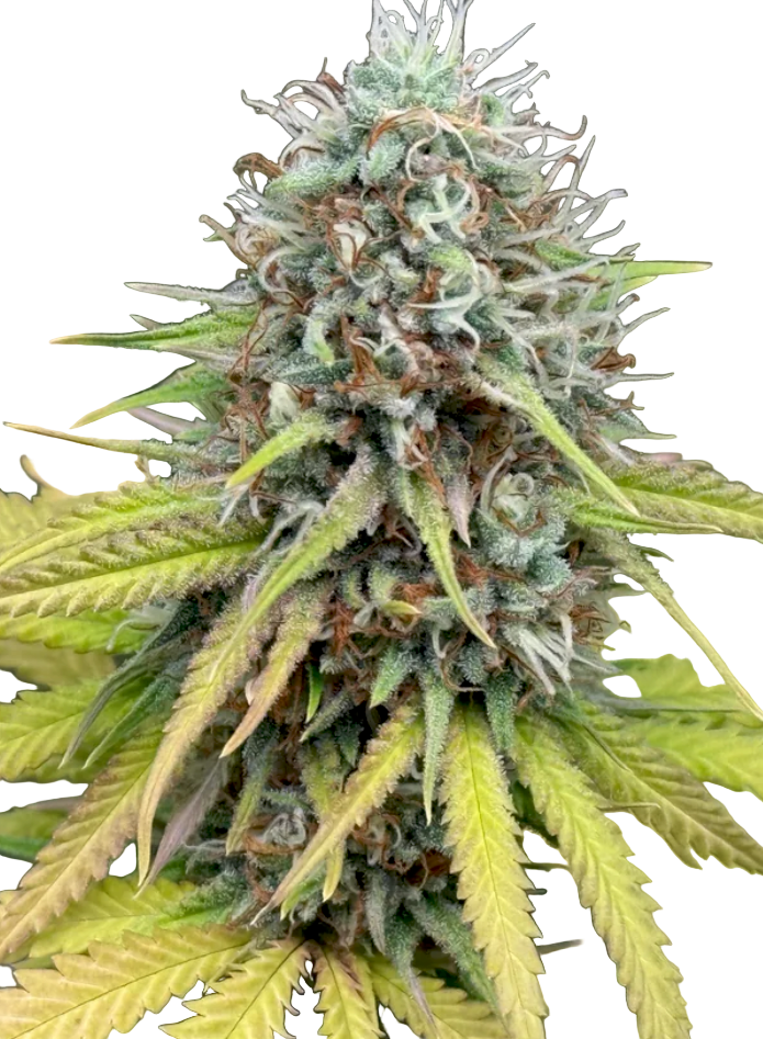 Close-up of a cannabis plant bud with greenish yellow leaves on a white background