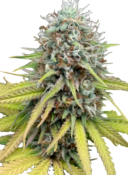 Close-up of a cannabis plant bud with greenish yellow leaves on a white background