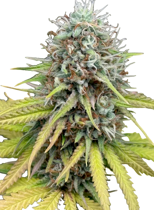 Close-up of a cannabis plant bud with greenish yellow leaves on a white background