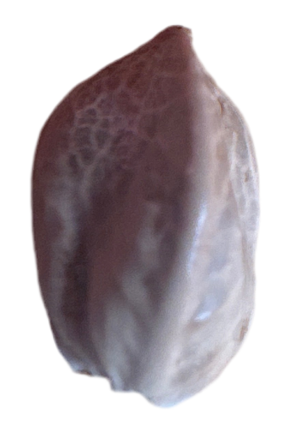 cannabis seed with Brown and white shell on a white background