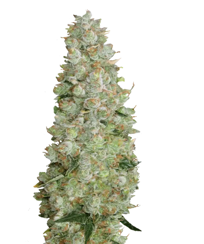 Lemon Gelato Feminized Single Seed