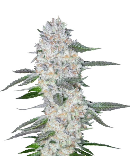 Fat Pie Feminized Single Seed