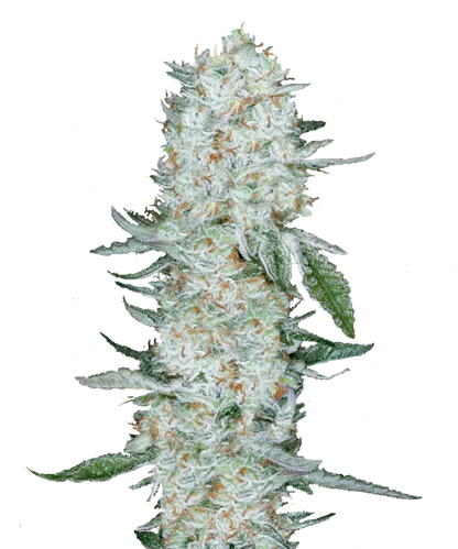 White Ghost Haze Feminized Single Seed
