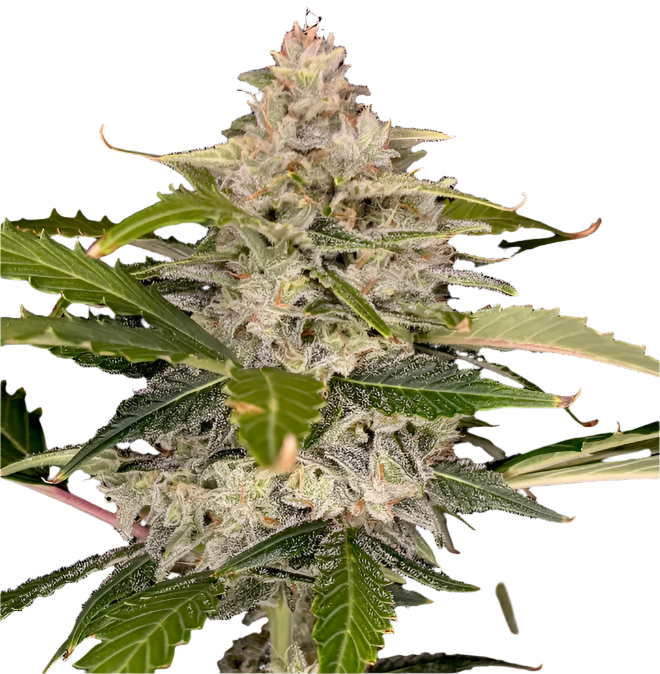 Close-up of a cannabis plant with green leaves and visible buds on a white background