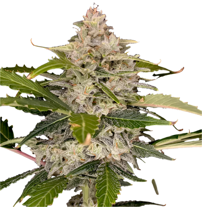 Close-up of a cannabis plant with green leaves and visible buds on a white background