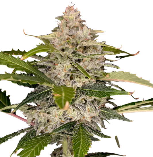 Close-up of a cannabis plant with green leaves and visible buds on a white background