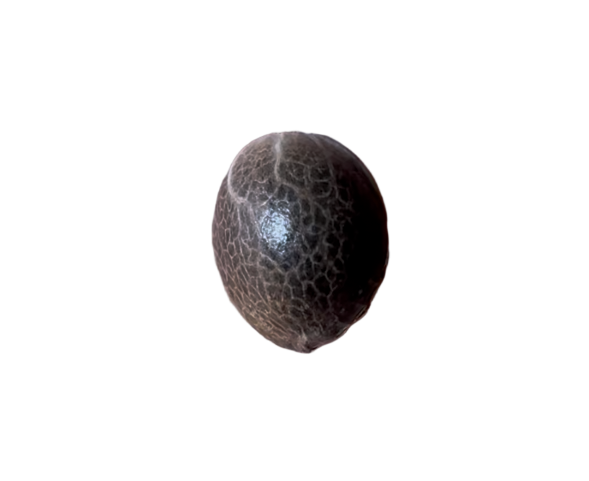 Small brown seed on a blank background