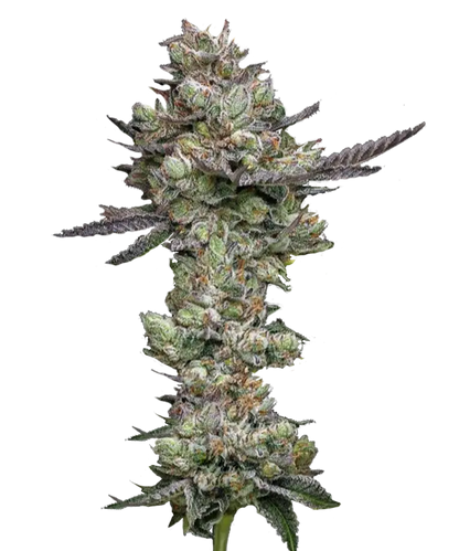 GSC2 Feminized Single Seed