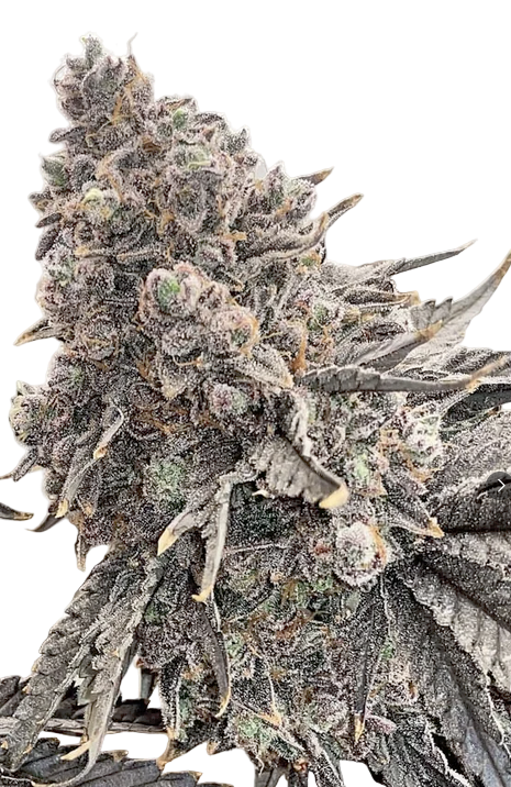 Close-up of a cannabis bud with frost on a white background