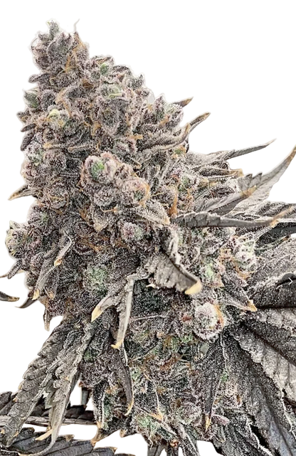 Close-up of a cannabis bud with frost on a white background