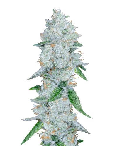 Gorilla Feminized Single Seed