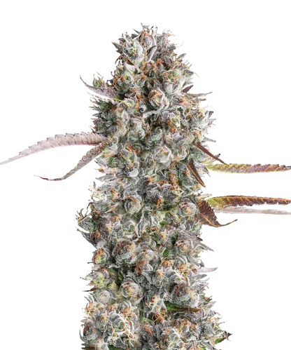 Berry Runtz Feminized Single Seed