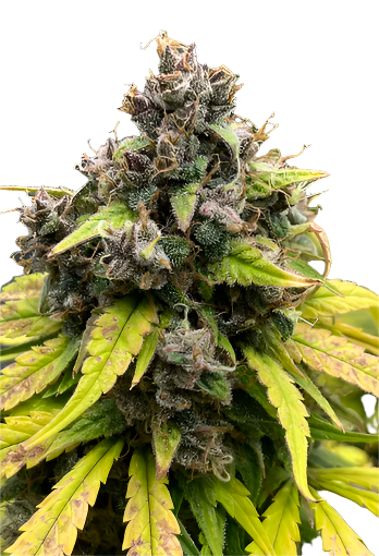Close-up of a cannabis plant with green leaves and visible buds on a white background