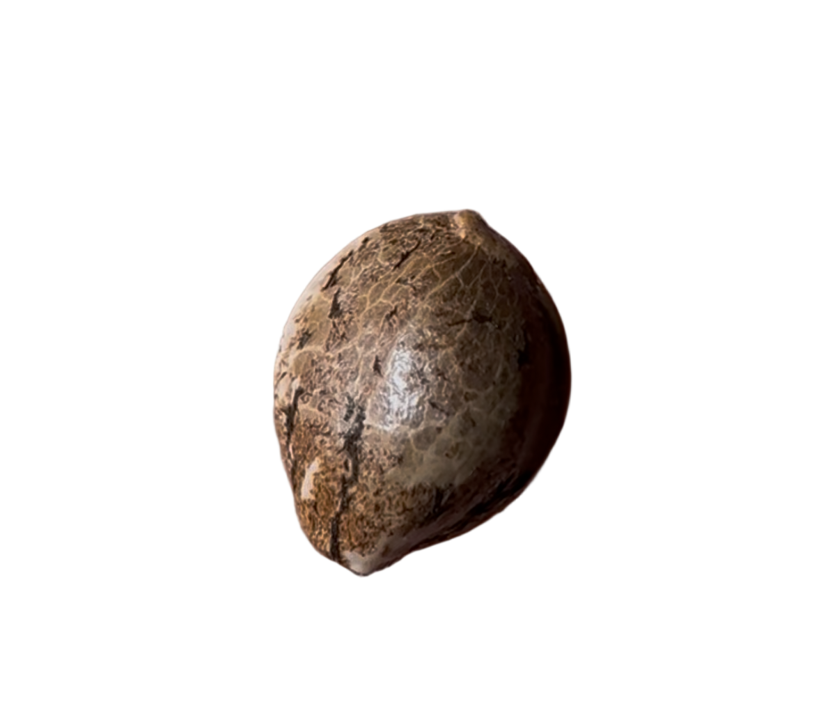 Coconut colored cannabis seed pod on a white background