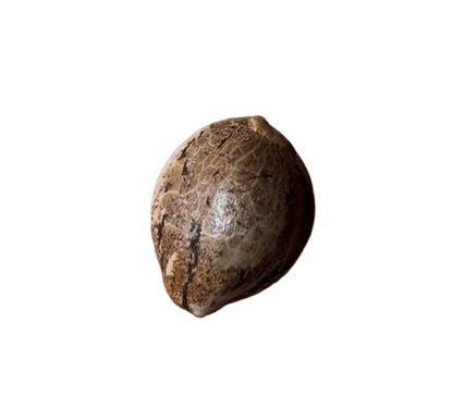 Coconut colored cannabis seed pod on a white background