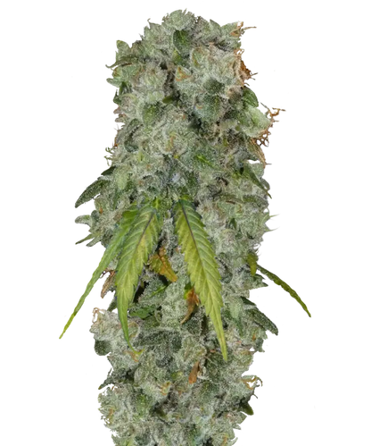 Kush Mints Feminized Single Seed