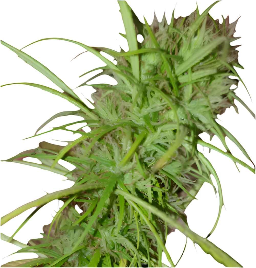 A close-up image of a cannabis plant with green leaves and budding flowers.