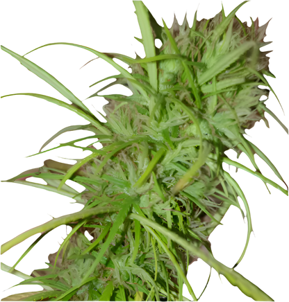 A close-up image of a cannabis plant with green leaves and budding flowers.