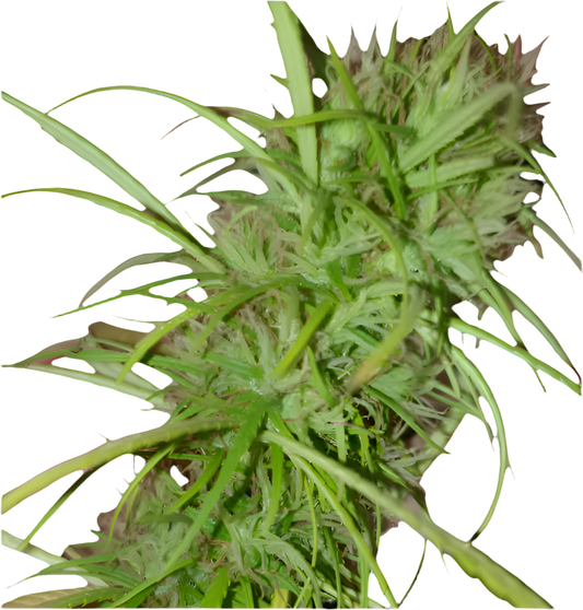 A close-up image of a cannabis plant with green leaves and budding flowers.