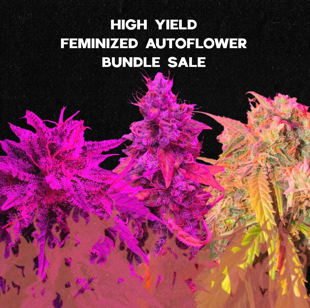 Image of cannabis flowers with text 'High Yield Feminized Autoflower Bundle Sale' on a black background.