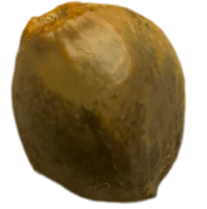 Brown kiwi color cannabis seed on a white background