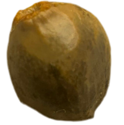 Brown kiwi color cannabis seed on a white background