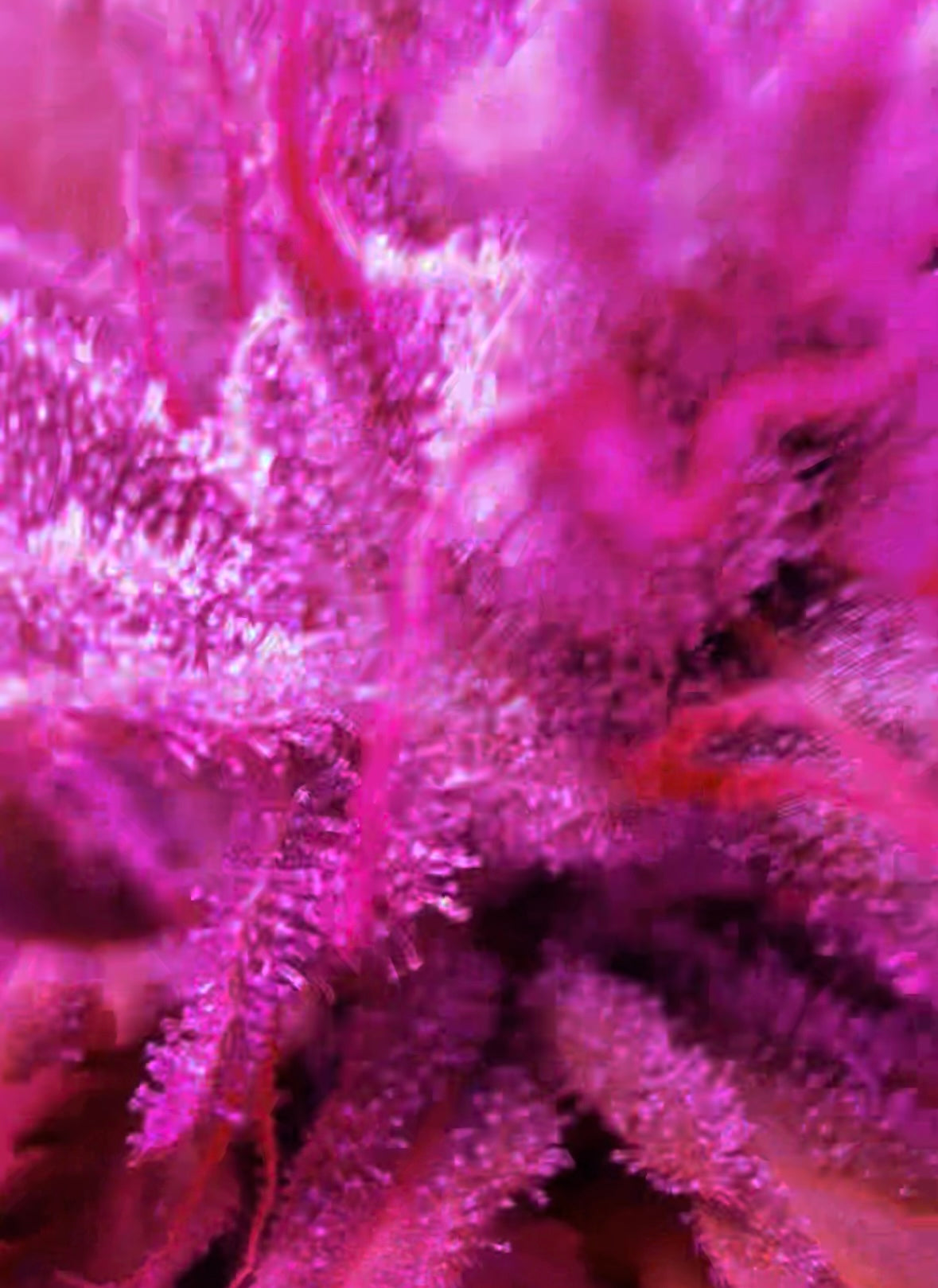 Close-up of a pink and purple cannabis flower with visible trichomes.