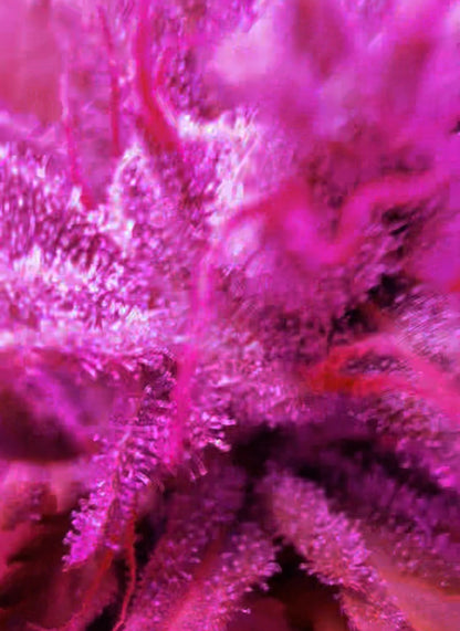 Close-up of a pink and purple cannabis flower with visible trichomes.