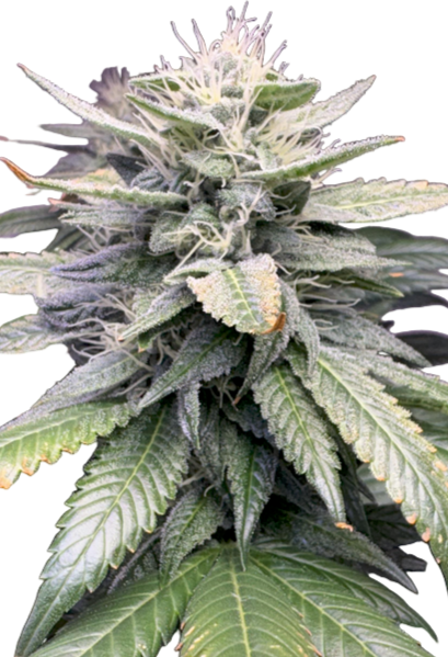 Cannabis plant with green leaves and purple hues on a white background