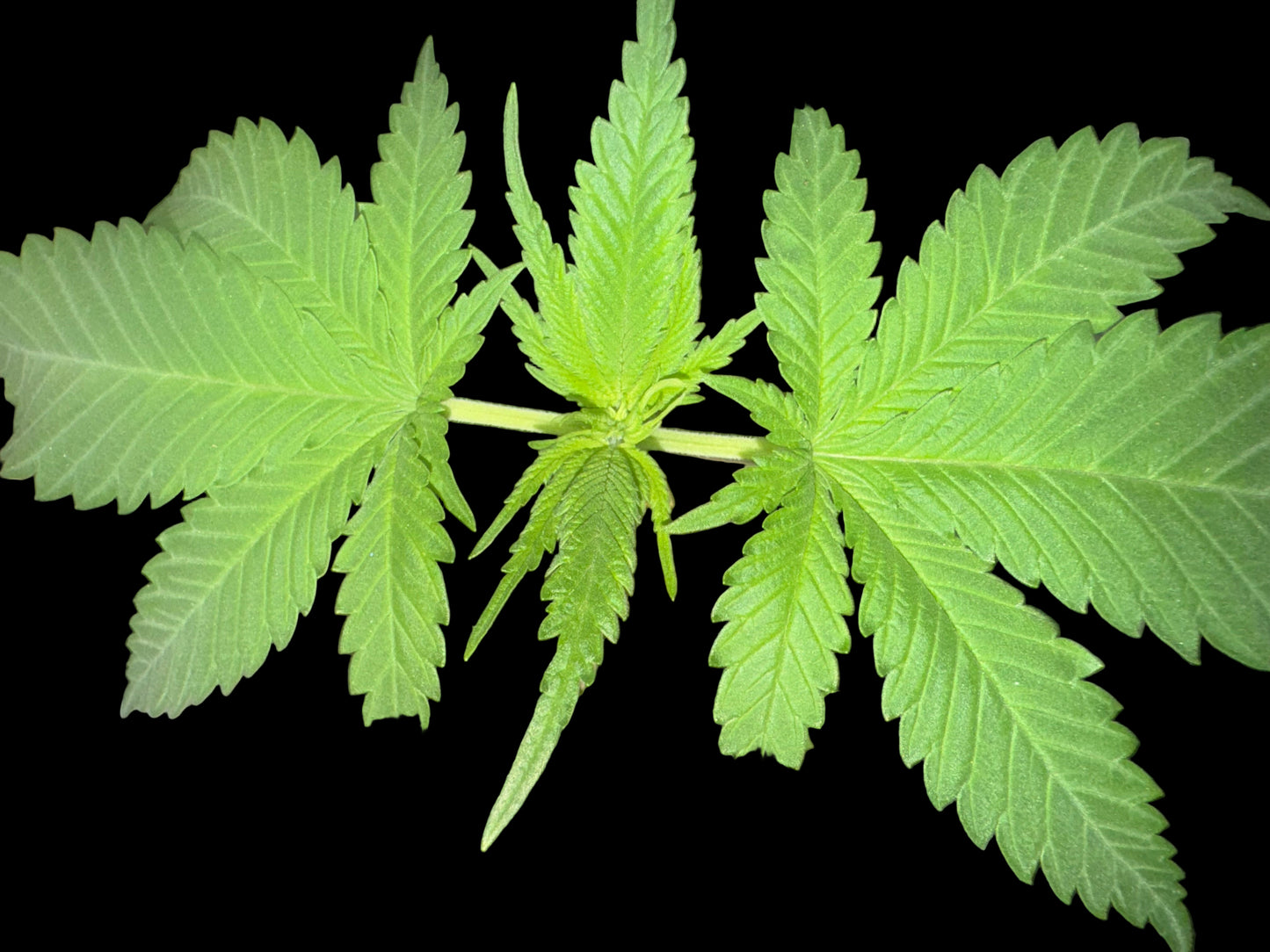 Green Cannabis Plant