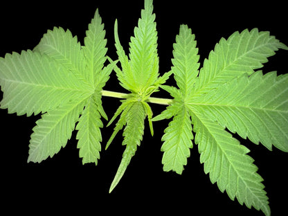 Green Cannabis Plant