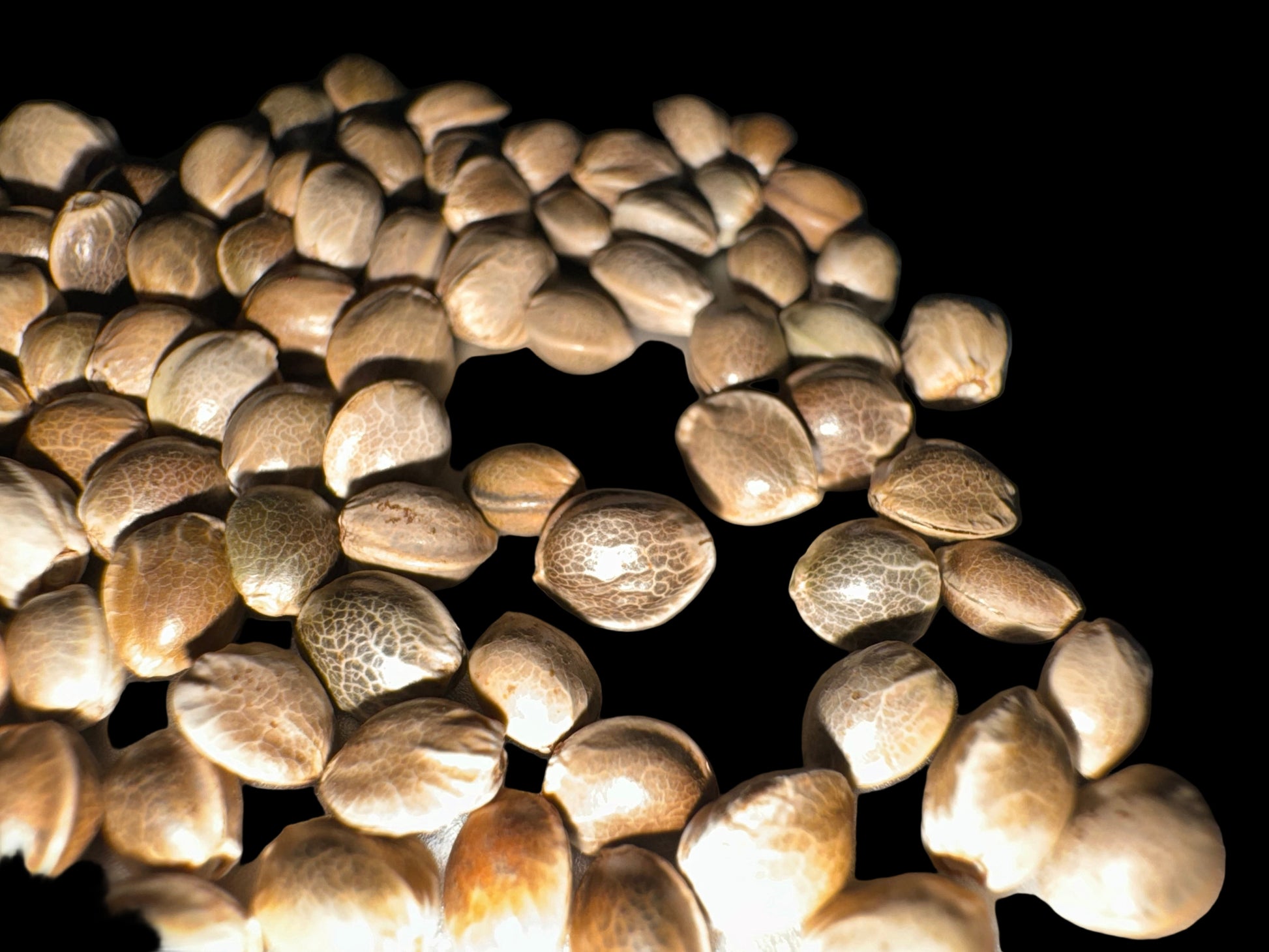 Landrace Hindu Kush Seeds on Blank Background