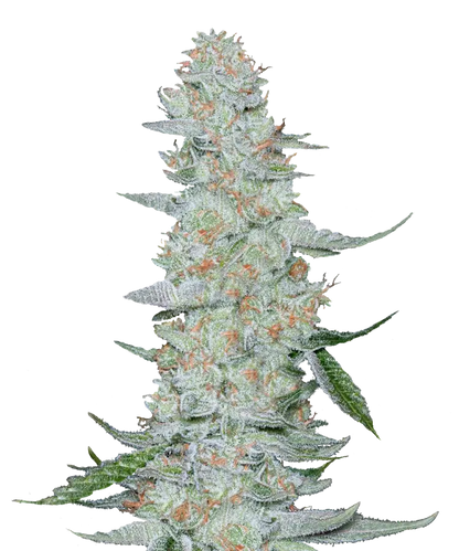 Sour Headband Feminized Single Seed