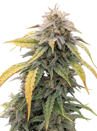 Close-up of a cannabis plant with green and yellow leaves on a white background