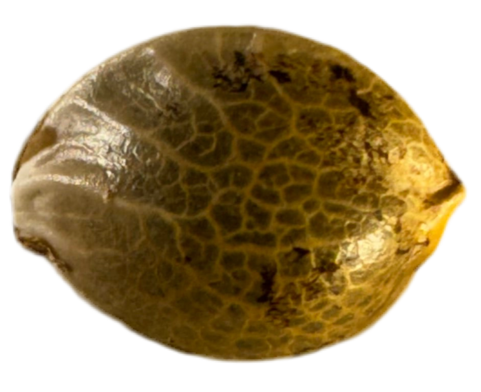 Close-up of a textured gold object on a white background