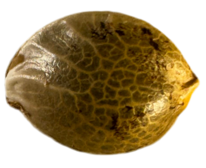 Close-up of a textured gold object on a white background