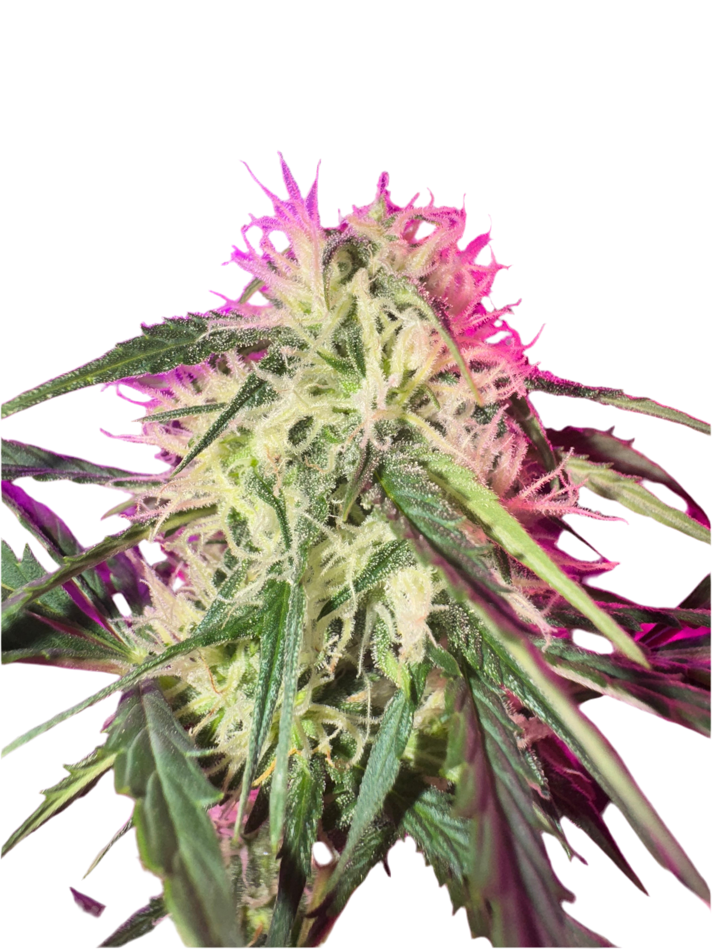 A close-up image of a cannabis plant with purple and green leaves, and visible trichomes.