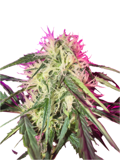 A close-up image of a cannabis plant with purple and green leaves, and visible trichomes.