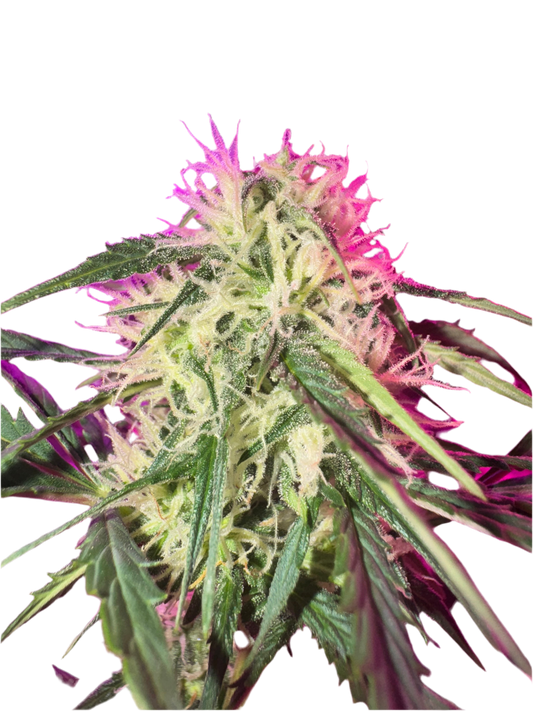 A close-up image of a cannabis plant with purple and green leaves, and visible trichomes.