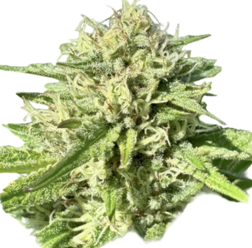 Close-up of a cannabis plant bud on a white background